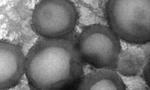 Polymers join forces to deliver
