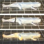 Dynamic hydrogel used to make ‘soft robot’ components and LEGO-like building blocks