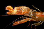 Shrimp claw inspires new method of underwater plasma generation