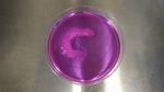 Ultrasound Aligns Living Cells in Bioprinted Tissues