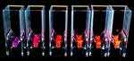 Secrets of fluorescent microalgae could lead to super-efficient solar cells