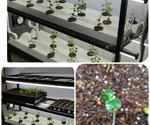 Indoor Hydroponic Vegetable Growing System