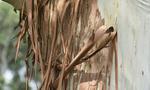 Branching out: Making graphene from gum trees