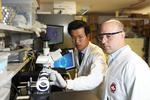 Microrobots to change the way we work with cellular material