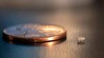 Tiny Vibration-Powered Robots Are the Size of the World’s Smallest Ant