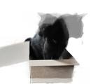 Schrödinger’s Cat with 20 Qubits