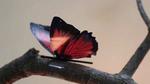 Artificial Muscles Bloom, Dance, and Wave