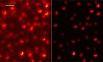 Graphene layer enables advance in super-resolution microscopy
