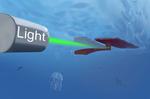 Soft-bodied swimming robot uses only light for power and steering