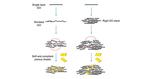 Stronger Graphene Oxide ‘Paper’ Made with Weaker Units