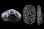 This flat structure morphs into shape of a human face when temperature changes