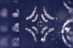 “Electroadhesive” stamp picks up and puts down microscopic structures
