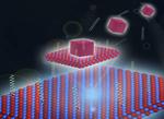 Living on the Edge: How a 2D Material Got Its Shape