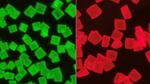 New crystal structure improves stability, safety of hybrid perovskite materials