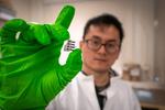 Quantum phenomenon governs organic solar cells