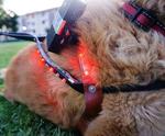 LED Distance Indicator Dog Harness