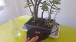 The Sound Machine (Hear Plant Mood)
