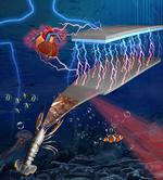 Device turns shells of sea creatures into power for medical, augmented reality, cellphone devices