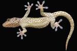 To climb like a gecko, robots need toes