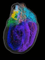 The First 3D Map of the Heart’s Neurons