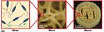CU Denver researchers develop 3D-printable material that mimics biological tissues
