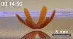 Synthetic materials mimic living creatures