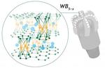 Skoltech researchers solve a 60-year-old puzzle about a superhard material