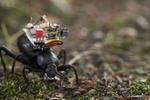 A GoPro for beetles: Researchers create a robotic camera backpack for insects