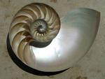 New material mimics strength, toughness of mother of pearl