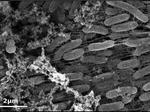 Metal-Breathing Bacteria Could Transform Electronics, Biosensors, and More