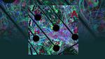 Neuronal cultures advance ‘brain-on-a-chip’ technology