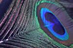 Engineers manipulate color on the nanoscale, making it disappear