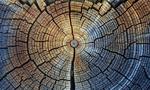 Researchers unlock secrets of the past with new international carbon dating standard