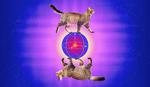 Yale quantum researchers create an error-correcting cat