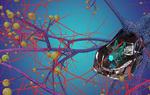 Locust swarm could improve collision avoidance