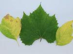 Determining a Plant’s Health with TinyML