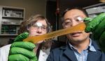 Scientists Offer Companies a Novel Chemistry for Greener Polyurethane