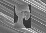 Layer of Strength, Layer of Functionality for Biomedical Fibers