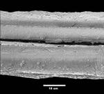 Natural fibres threaded into satellites for safer missions