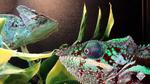 A flexible color-changing film inspired by chameleon skin
