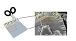 Chemical Scissors Snip 2D Transition Metal Dichalcogenides into Nanoribbon​