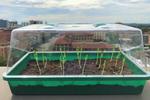 Self-Watering Soil Could Transform Farming