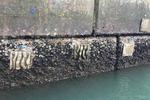 Seawalls’ marine biodiversity enhanced by eco-engineered tiles: CityU study