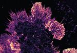 Supercharge your microscope: researchers share guide for ultra-precise 3D imaging