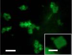 Emory chemists invent shape-shifting nanomaterial
