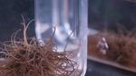 Collective Worm and Robot “Blobs” Protect Individuals, Swarm Together