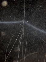 Electric cable bacteria breathe oxygen with unheard efficiency