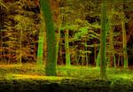 Forests of the world in 3D
