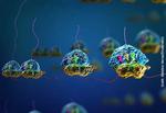 How the 3-D structure of eye-lens proteins is formed
