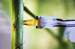 Biosensors monitor plant well-being in real time